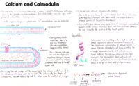 05 Calcium And Calmodulin