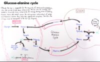 05 Glucose Alanine Cycle