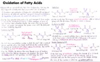 05 Oxidation Of Fatty Acids