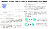 05 Properties Of Active Sites, Lock And Key Model And Induced Fit Model