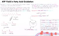 06 Atp Yield İn Fatty Acid Oxidation