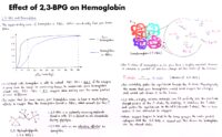 06 Effect Of 2,3 Bpg On Hemoglobin