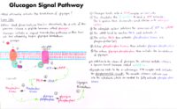 06 Glucagon Signal Pathway