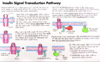 06 Insulin Signal Transduction Pathway
