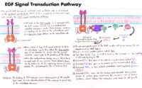 07 Egf Signal Transduction Pathway