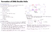07 Formation Of Dna Double Helix