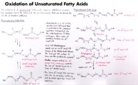 07 Oxidation Of Unsaturated Fatty Acids