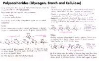 07 Polysaccharides (Glycogen, Starch And Cellulose)