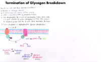 07 Termination Of Glycogen Breakdown