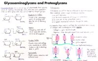 08 Glycosaminoglycans And Proteoglycans