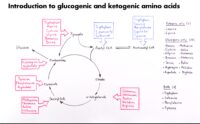 08 Introduction To Glucogenic And Ketogenic Amino Acids