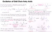 08 Oxidation Of Odd Chain Fatty Acids