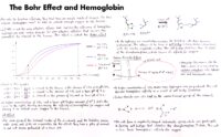 08 The Bohr Effect And Hemoglobin