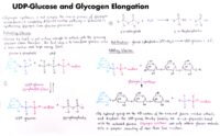 08 Udp Glucose And Glycogen Elongation