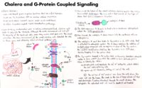 09 Cholera And G Protein Coupled Signaling