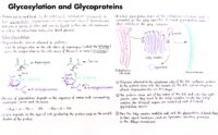 09 Glycosylation And Glycoproteins