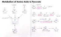 09 Metabolism Of Amino Acids To Pyruvate