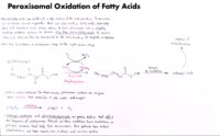 09 Peroxisomal Oxidation Of Fatty Acids