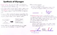 09 Synthesis Of Glycogen