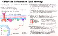 10 Cancer And Termination Of Signal Pathways
