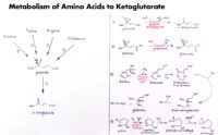 10 Metabolism Of Amino Acids To Ketoglutarate
