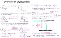 10 Overview Of Glycogenesis