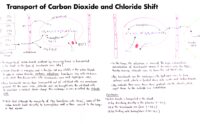 10 Transport Of Carbon Dioxide And Chloride Shift