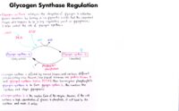 11 Glycogen Synthase Regulation