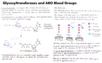 11 Glycosyltransferases And Abo Blood Groups