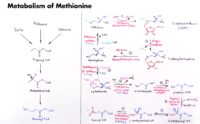 11 Metabolism Of Methionine
