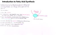 12 Introduction To Fatty Acid Synthesis