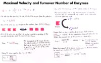 12 Maximal Velocity And Turnover Number Of Enzymes