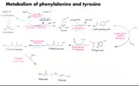 12 Metabolism Of Phenylalanine And Tyrosine