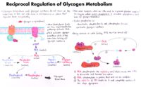 12 Reciprocal Regulation Of Glycogen Metabolism