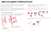 13 Alpha Hemoglobin Stabilizing Protein