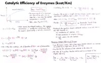 13 Catalytic Efficiency Of Enzymes Kcat Km