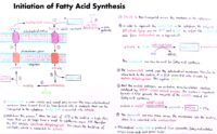 13 Initiation Of Fatty Acid Synthesis
