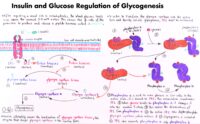 13 Insulin And Glucose Regulation Of Glycogenesis