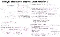 14 Catalytic Efficiency Of Enzymes Kcat Km Part 2