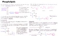 15 Phospholipids