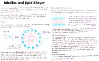 17 Micelles And Lipid Bilayer