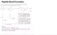17 Peptide Bond Formation