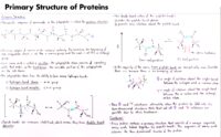 18 Primary Structure Of Proteins