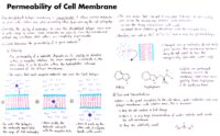 19 Permeability Of Cell Membrane