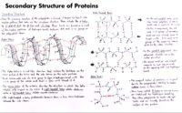 20 Secondary Structure Of Proteins