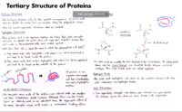 21 Tertiary Structure Of Proteins