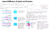 22 Lateral Diffusion Of Lipids And Proteins