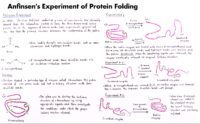23 Anfinsen S Experiment Of Protein Folding