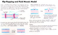 23 Flip Flopping And Fluid Mosaic Model