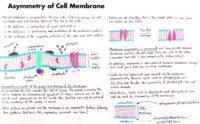 24 Asymmetry Of Cell Membrane